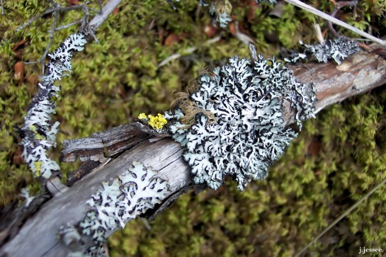 Yellow & White Lichen