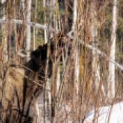 A moose choosing and eating a willow
