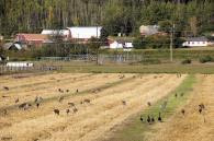 Sandhill cranes & Canada geese at UAF experimental fields