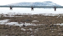 Geese in front of the Trans-Alaska Pipeline