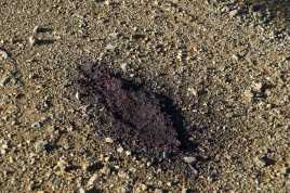 Weathered scat of berry eating bear, Dalton Highway